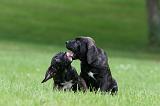 CANE CORSO 1168